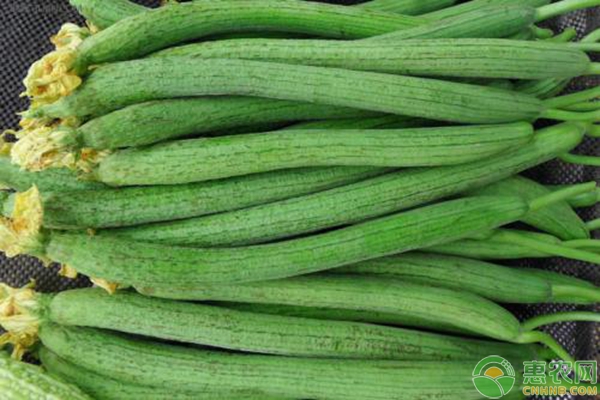 丝瓜种植小课堂：丝瓜四季种植时间和品种-图片版权归惠农网所有