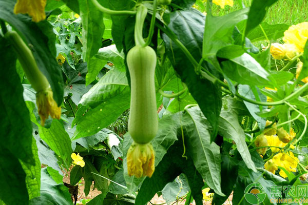 秋冬丝瓜种植要注意什么？秋冬丝瓜种植管理要点-图片版权归惠农网所有