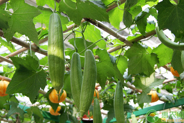 秋冬丝瓜种植要注意什么？秋冬丝瓜种植管理要点-图片版权归惠农网所有