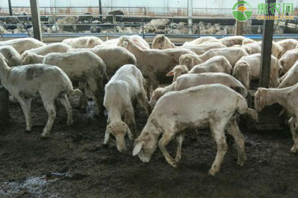 养羊怎样预防应激反应？-图片版权归惠农网所有