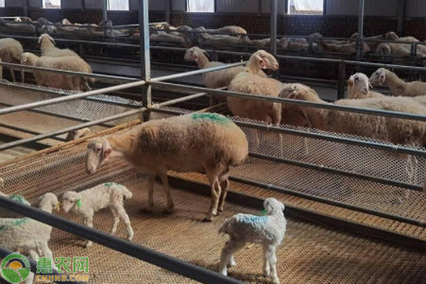 养羊怎样预防应激反应？-图片版权归惠农网所有