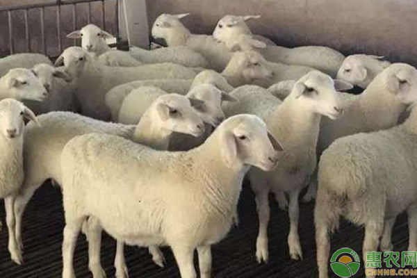 养羊怎样预防应激反应？-图片版权归惠农网所有