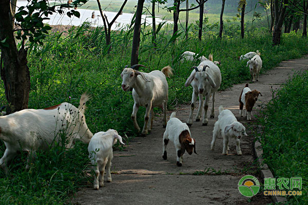 羊拉稀的原因及防治方法-图片版权归惠农网所有