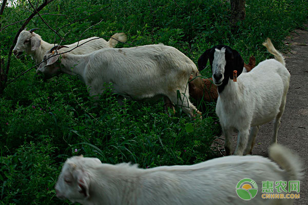 羊拉稀的原因及防治方法-图片版权归惠农网所有
