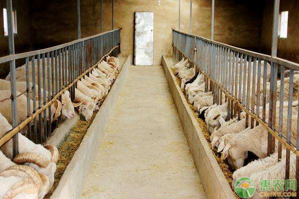 养羊不要盲目留种，这几种母羊建议淘汰！-图片版权归惠农网所有