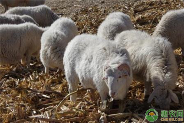 养羊不要盲目留种，这几种母羊建议淘汰！-图片版权归惠农网所有