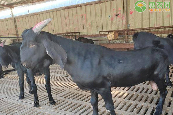 羊破伤风怎么治疗？-图片版权归惠农网所有