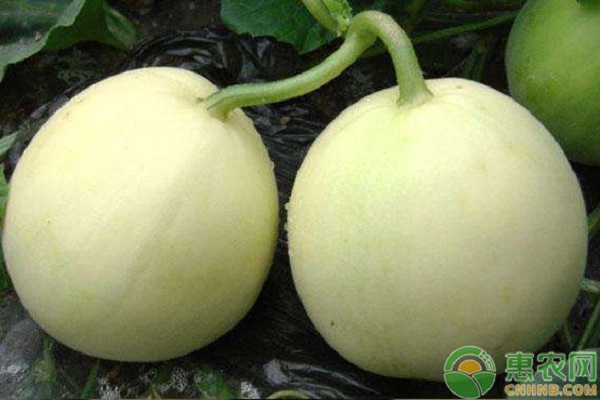 甜瓜的播种时间和种植步骤 甜瓜的播种时间和种植步骤-图片版权归惠农网所有