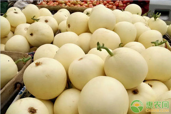 大棚甜瓜怎么管理高产?-图片版权归惠农网所有