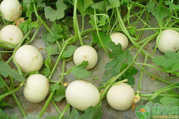 甜瓜的生长特点及种植技巧-图片版权归惠农网所有