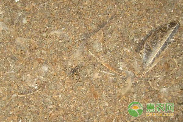 鸭养殖：如何通过鸭粪颜色形状知晓鸭病？-图片版权归惠农网所有