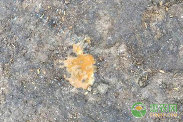 鸭养殖：如何通过鸭粪颜色形状知晓鸭病？-图片版权归惠农网所有