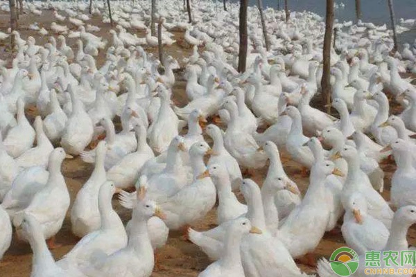 鸭球虫病的症状和防治-图片版权归惠农网所有