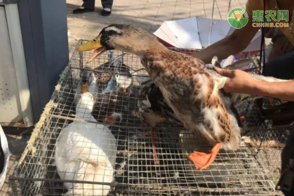 鸭球虫病的症状和防治-图片版权归惠农网所有