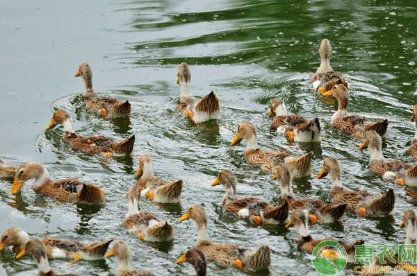 鸭瘟有哪些症状？鸭瘟如何预防与治疗？-图片版权归惠农网所有