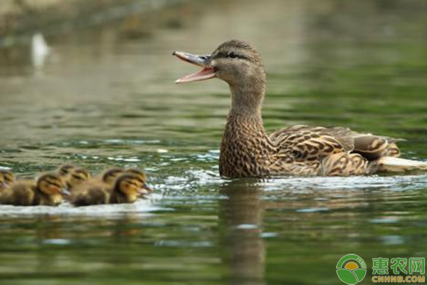 常见鸭病怎么防治？这些小技巧助你养好鸭！-图片版权归惠农网所有