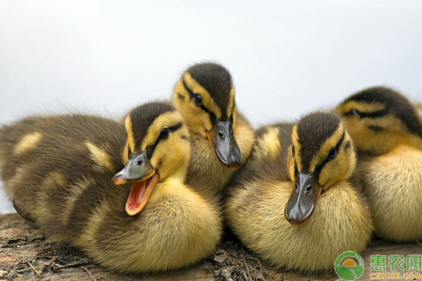 常见鸭病怎么防治？这些小技巧助你养好鸭！-图片版权归惠农网所有