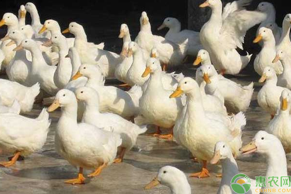 常见鸭病怎么防治？这些小技巧助你养好鸭！-图片版权归惠农网所有