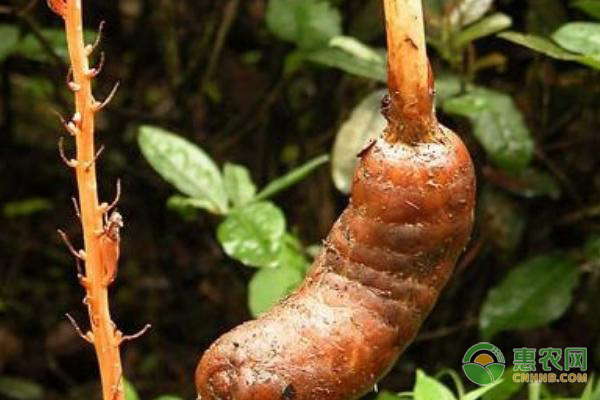 天麻种植技术方法-图片版权归惠农网所有