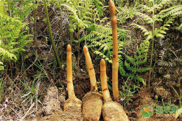 天麻种植技术方法-图片版权归惠农网所有