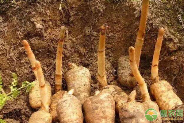 天麻种植技术方法-图片版权归惠农网所有