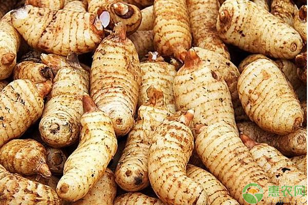 天麻种植方法及步骤-图片版权归惠农网所有