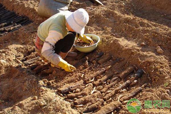 天麻种植方法及步骤-图片版权归惠农网所有