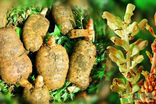 天麻的栽培技术要点有哪些?-图片版权归惠农网所有