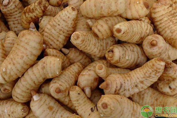 人工种植天麻技术全部-图片版权归惠农网所有