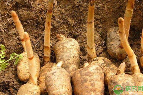 人工种植天麻技术全部-图片版权归惠农网所有