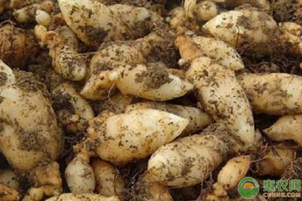 人工种植天麻技术全部-图片版权归惠农网所有