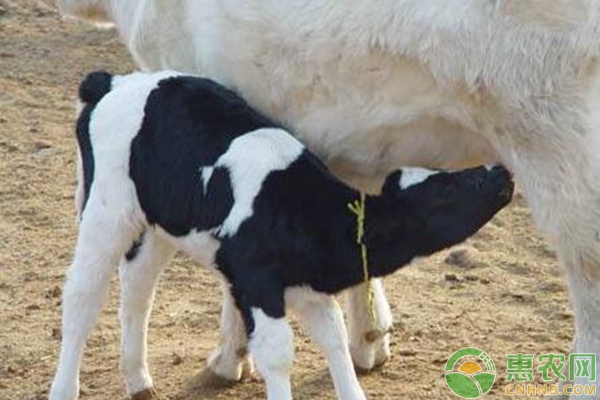 母牛难产的原因及解决方法-图片版权归惠农网所有
