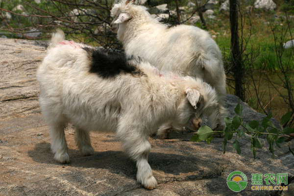 山羊和绵羊可以杂交吗？为什么？(附原因分析)-图片版权归惠农网所有