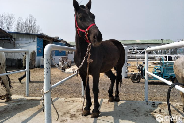 马咳嗽流鼻涕注射什么药？-图片版权归惠农网所有