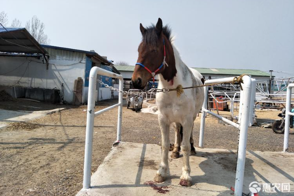 马咳嗽流鼻涕注射什么药？-图片版权归惠农网所有
