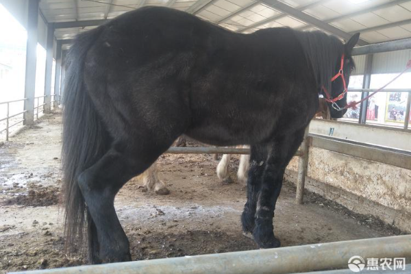 马咳嗽流鼻涕注射什么药？-图片版权归惠农网所有