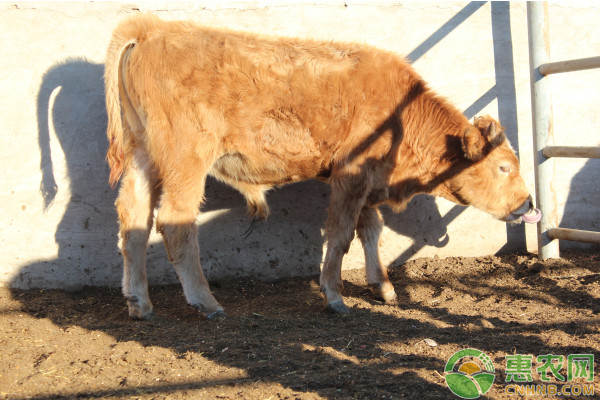 牛流行性感冒的症状及其综合防控技术-图片版权归惠农网所有