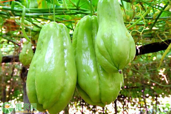 佛手瓜的栽培方法-图片版权归惠农网所有