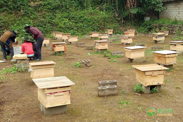 中蜂养殖技巧：巢脾修造需要注意的事项！-图片版权归惠农网所有