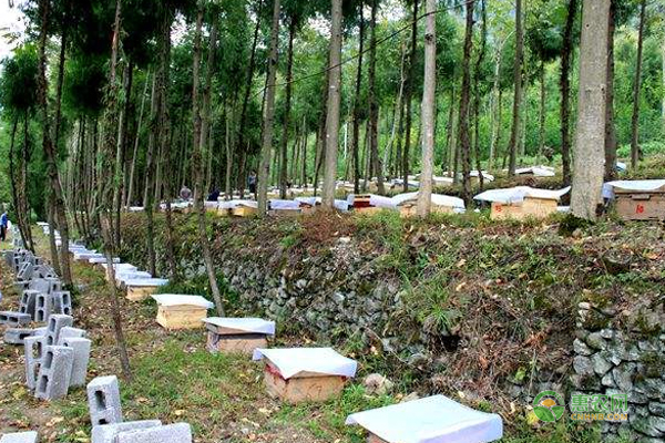 中蜂养殖技巧：巢脾修造需要注意的事项！-图片版权归惠农网所有