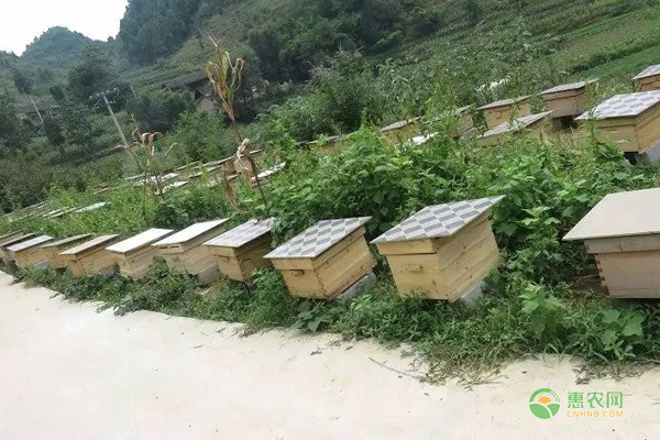 中蜂养殖技巧：巢脾修造需要注意的事项！-图片版权归惠农网所有