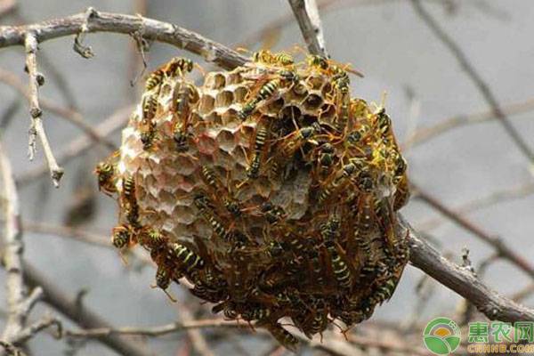 新手养蜂需注意哪些要点？-图片版权归惠农网所有