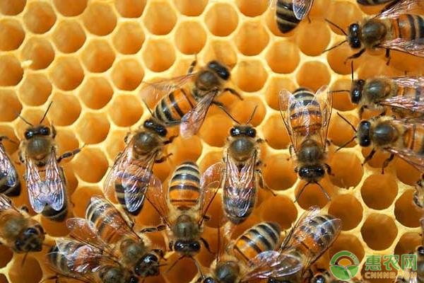 蜜蜂的越夏管理要点-图片版权归惠农网所有