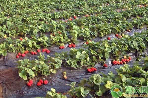 草莓种植技术：草莓花期管理技术详解-图片版权归惠农网所有