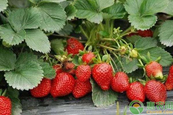 草莓种植技术：草莓花期管理技术详解-图片版权归惠农网所有