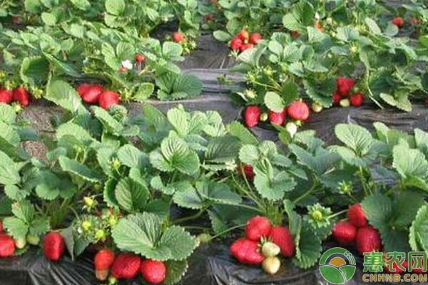 草莓种植技术：草莓花期管理技术详解-图片版权归惠农网所有