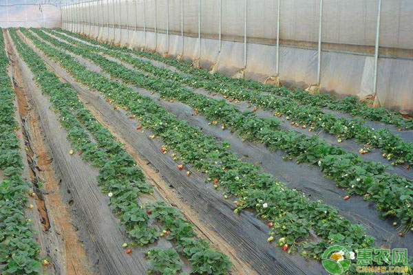 草莓湿度管理 草莓种植如何管理湿度?草莓各个时期的湿度标准-图片版权归惠农网所有