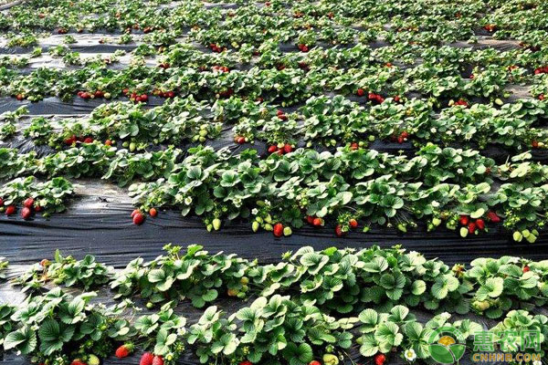 草莓湿度 草莓种植如何管理湿度?草莓各个时期的湿度标准-图片版权归惠农网所有