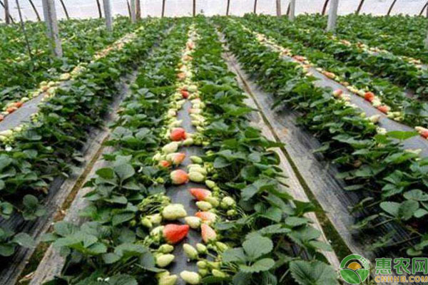 草莓湿度管理要点 草莓种植如何管理湿度?草莓各个时期的湿度标准-图片版权归惠农网所有