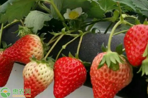 草莓追肥什么肥料？-图片版权归惠农网所有